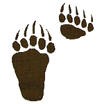 Grizzly bear tracks