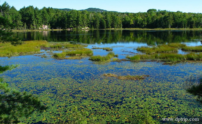 2003_killarney17 Cranberry Bog Trail - 沼泽,湿地,多种植物包括cranberry是这里的特色.