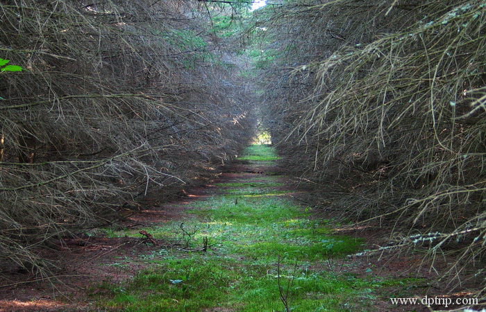 2003_killarney20 Granite Ridge Trail - 2km loop trail, 1.25hours